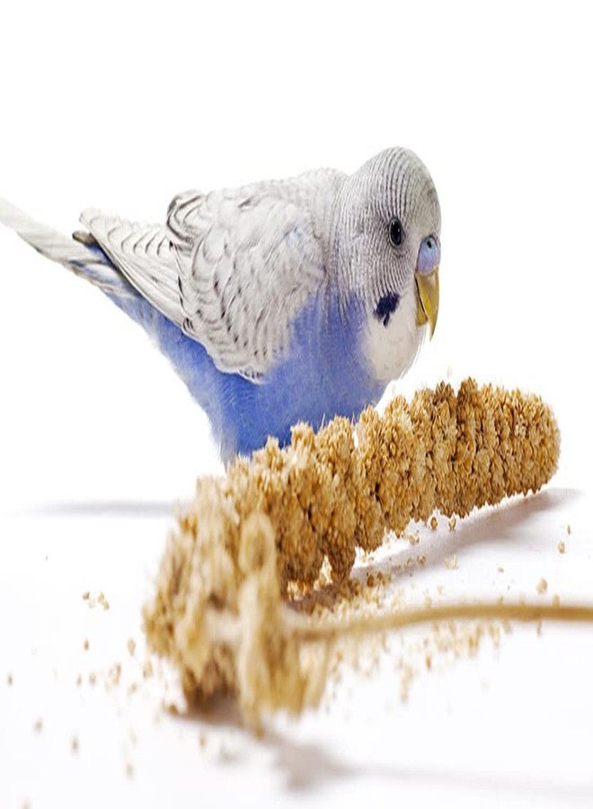 One Top Mixed 6 Multi Small Seeds Nuts Natural Birds Foods for Small & Big Cockatiel,Love Birds, Silver Finches, Munia, Parakeets, Parrots, Budgies,Dove Grain and Seed Eating Birds Nuts Bird Food - Image 3